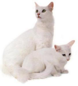 綠眼白色貓