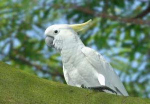 輝鳳頭鸚鵡指名亞種