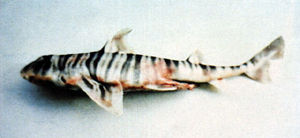 斑紋異齒鯊