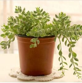 達摩福娘 達摩福娘