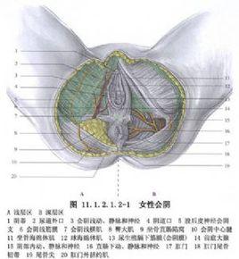 陳舊性會陰二度裂傷修補術