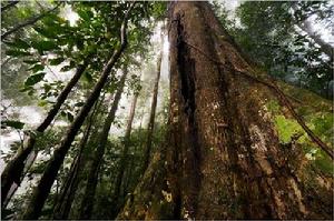 （圖）丹儂谷（Danum Valley）保護區