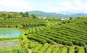 松陽卯山國家森林公園