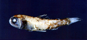 短距眶燈魚