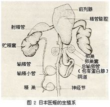 蛭綱