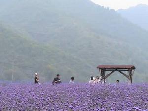 留香谷香草園