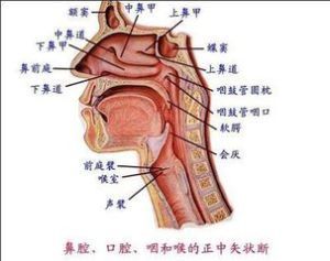 慢性篩竇炎