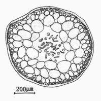 細弱紅翎菜的藻體橫切面