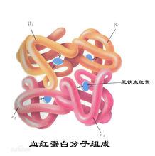 血紅蛋白分子構成