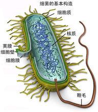 生物學[自然科學六大基礎學科之一]