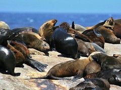 馬恰斯海豹島