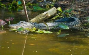 Chinese alligator