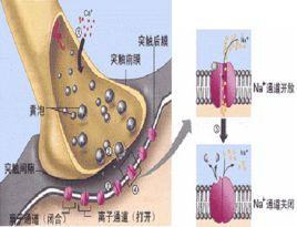 EPSP[興奮性突觸後電位]