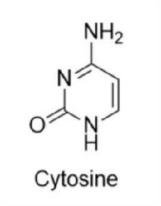 胞嘧啶