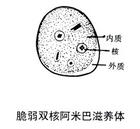 阿米巴腸病