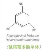 鼠尾藻多酚