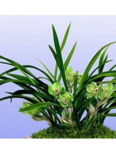 Cymbidium goeringii