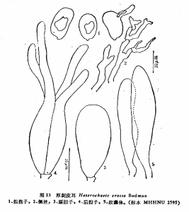 厚刺皮耳