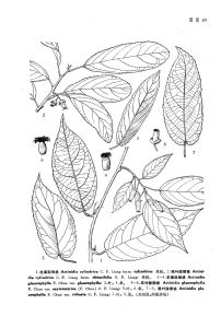 華南獼猴桃（原變種）