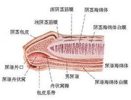 勃起疼痛
