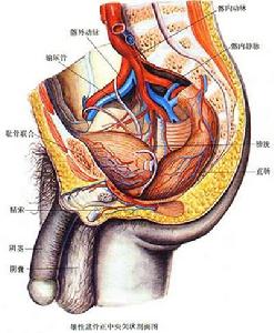 雄性生殖系統