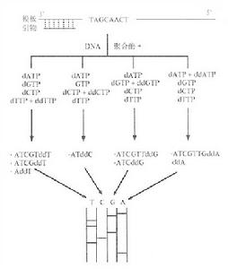 雙脫氧鏈終止法