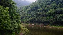 水杉林蔭道莫愁湖