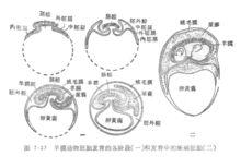 關於盤龍類