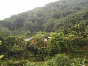 曼典橡膠種植隊村