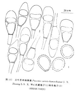 點葉苔草柄鏽菌