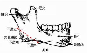 腮骨