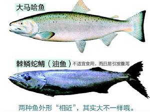 油魚