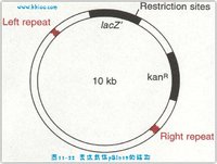 T-DNA結構