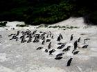 野生企鵝自然保護區