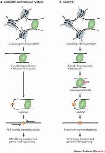 CHIP-seq