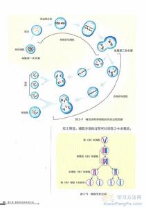 減數分裂末期