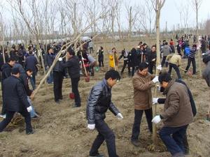 黨團員教師參加萬人義務植樹活動