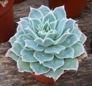 Echeveria simulans (鏡蓮)