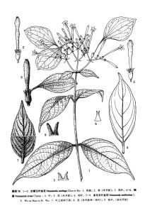 壯麗玉葉金花（海南植物志）圖版78：1-3