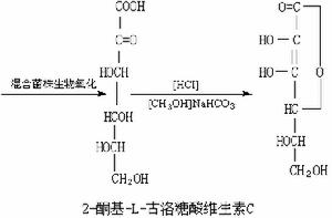 維生素髮酵微生物