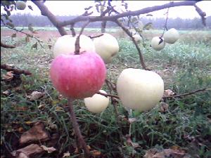 （圖）甘肅省寧縣紅富士