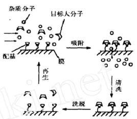 親和膜色譜