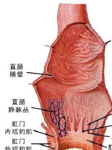 肛管