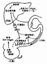 肝腸循環