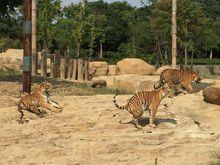 淹城野生動物世界