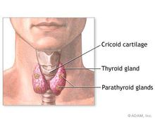 甲狀旁腺