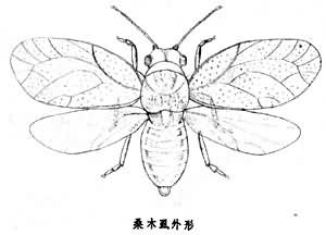 桑木虱 桑木虱