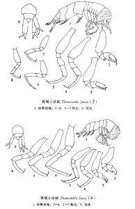 黃褐小法戎