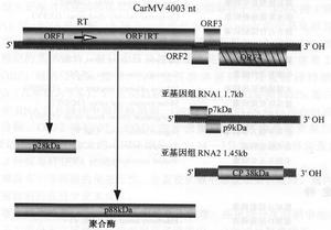 麝香石竹斑駁病毒屬