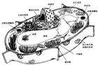 流體鑲嵌模型